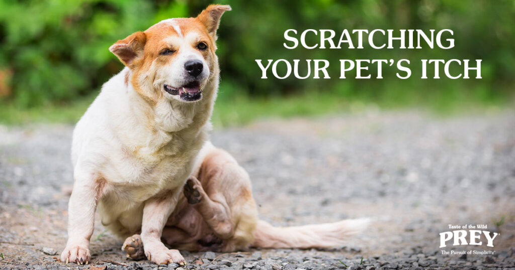A close-up of a brown and white dog sitting on the ground outside scratching itself.