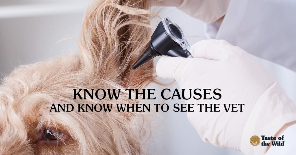 Ear infections in dogs