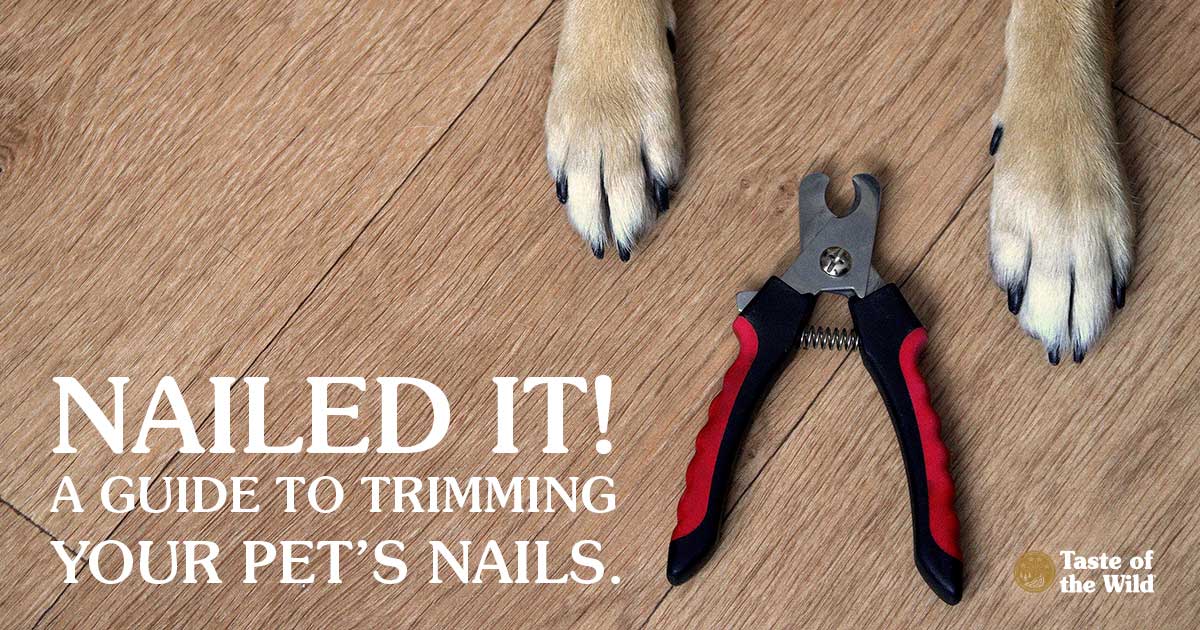 A close-up of a dog’s two front paws with a pair of nail clippers lying on the floor between them.