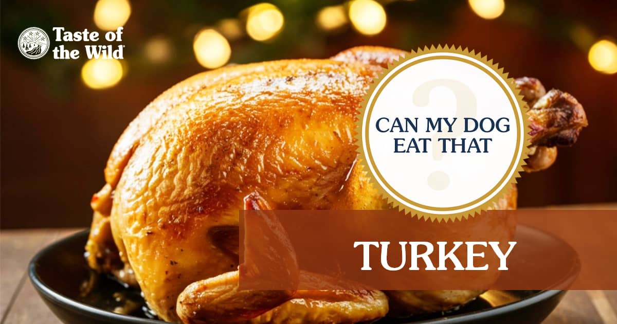 An interior graphic with text that reads ‘The verdict: Can my dog eat turkey? Yes, the fully cooked, lean part’.