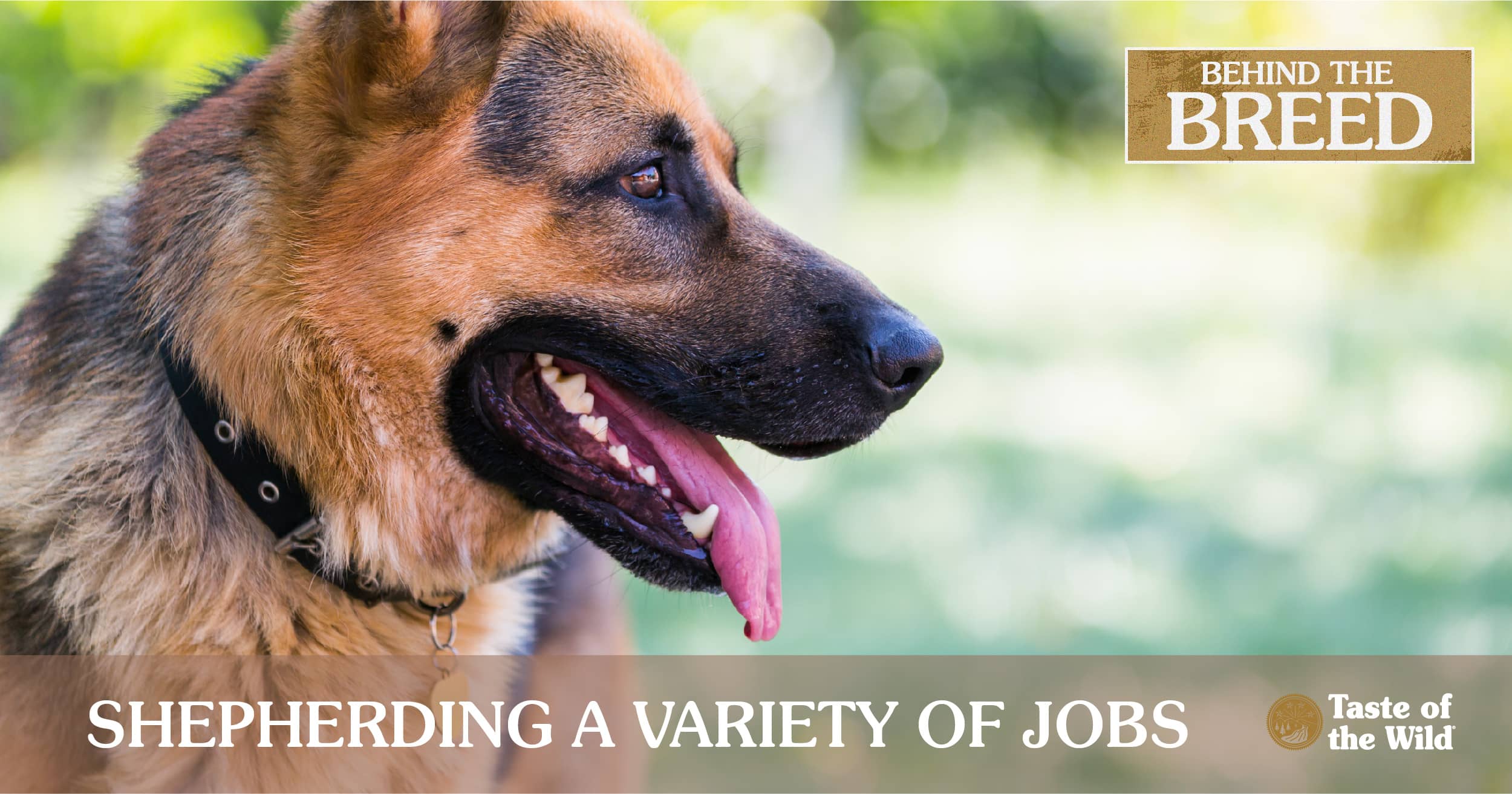 Fun Facts About German Shepherds List