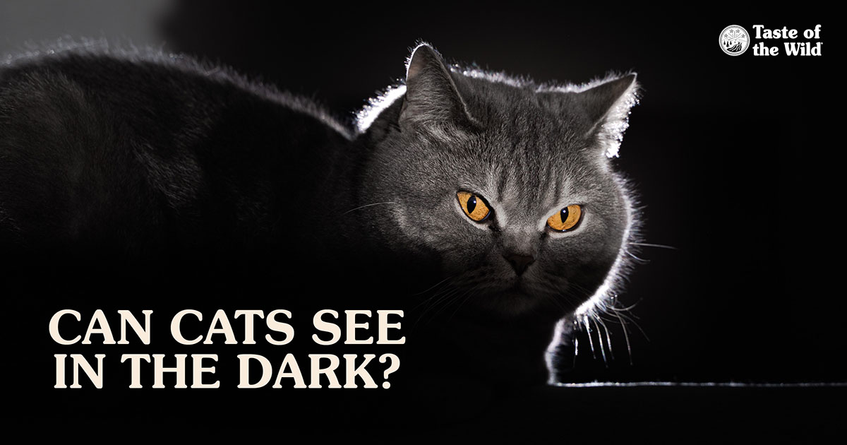 A close-up of a gray cat with yellow eyes covered in shadow as it lies in the dark.