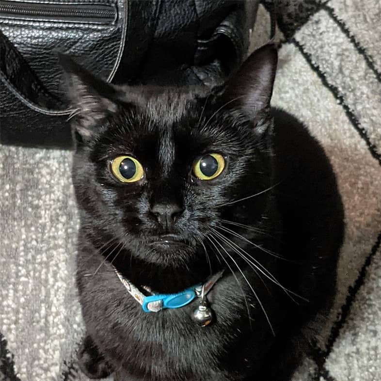 Close-up of a black cat with green eyes wearing a blue collar looking up at the camera.