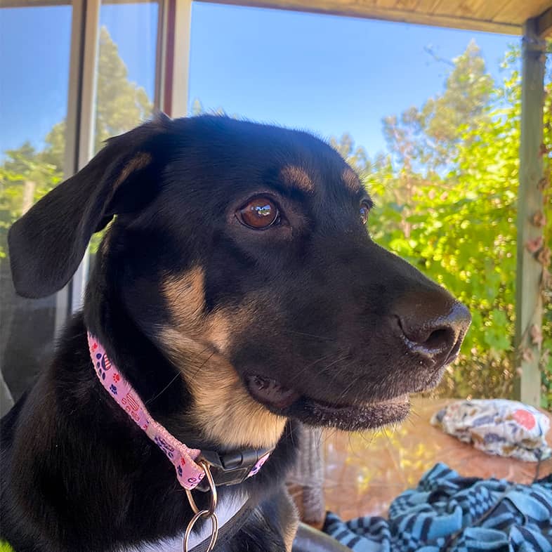 A close-up of a brown-and-black mixed breed puppy sitting on a cabin porch and looking to the right.