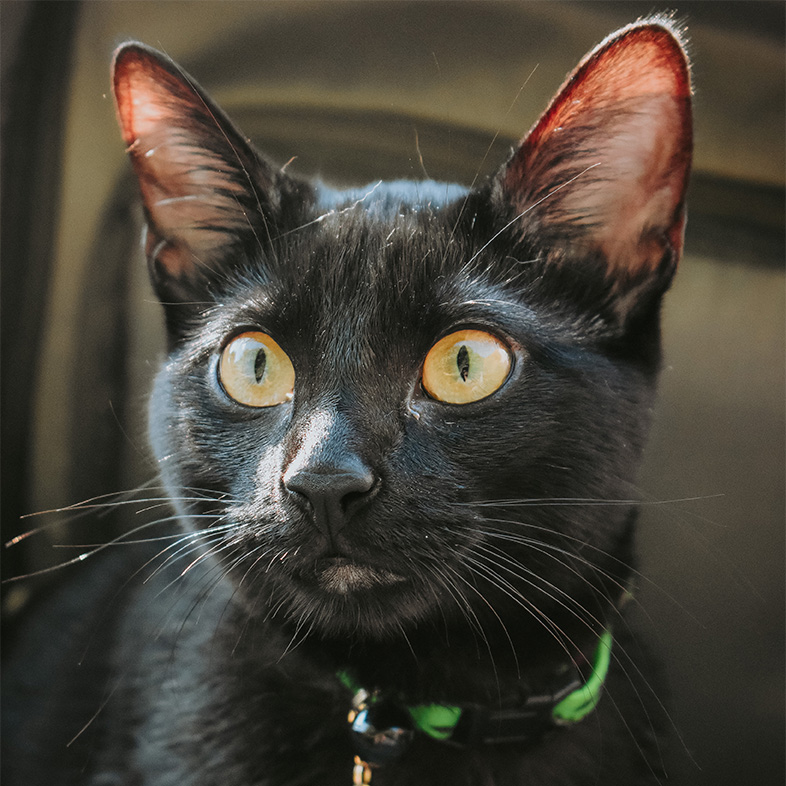 Close-up of black cat with orangish-green eyes wearing a green collar.