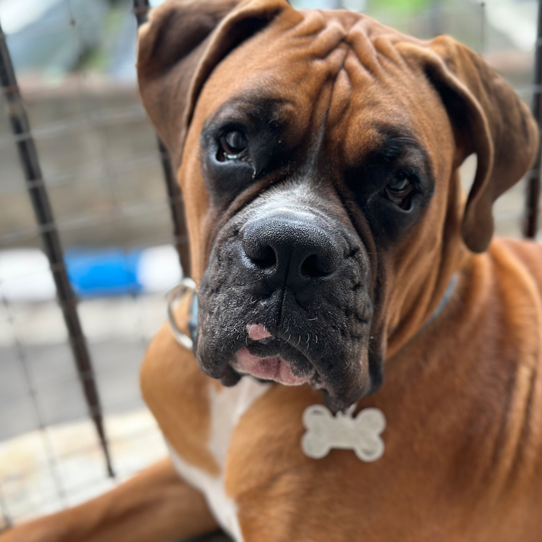 Close-up of boxer lying down and looking at camera.