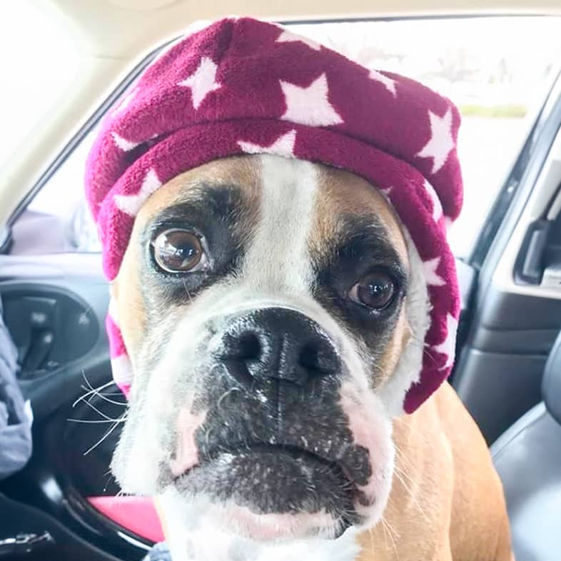 Close-up of a boxer sitting in a car and wearing a maroon hat with white stars on it.