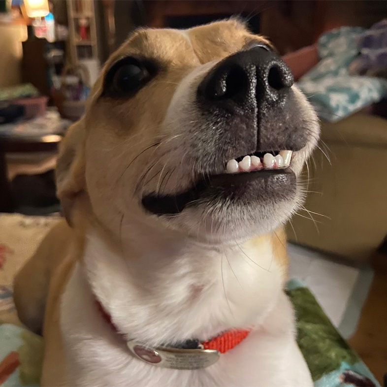 Close-up of a fog's face with bottom teeth showing | Taste of the Wild