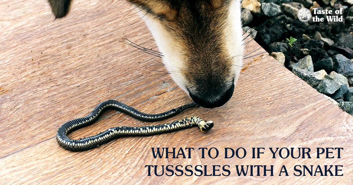 A close-up of a dog sniffing a small snake.