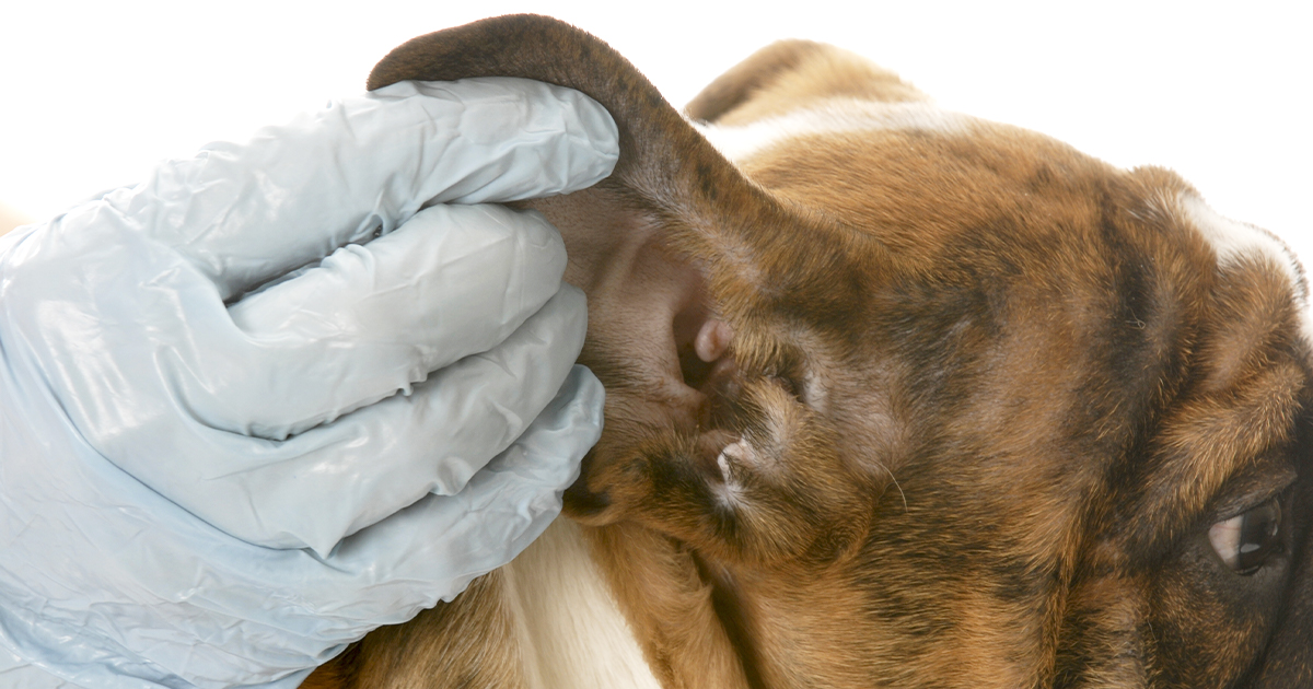 A doctor's hand holding a dog's ear open for examination.