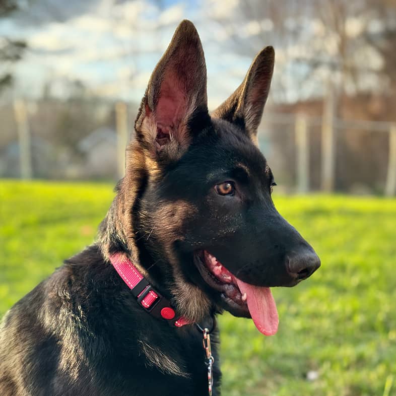 Close-up of a German shepherd puppy wearing a pink collar and sticking her tongue out.