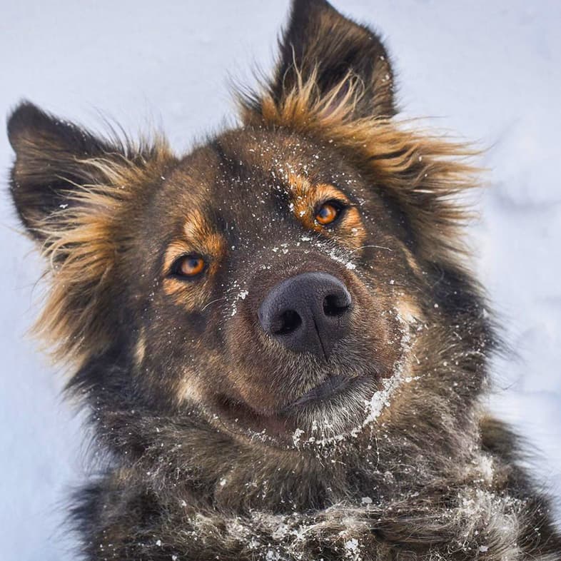 Close up of husky mixed-breed dog lying on their back in the snow looking up.