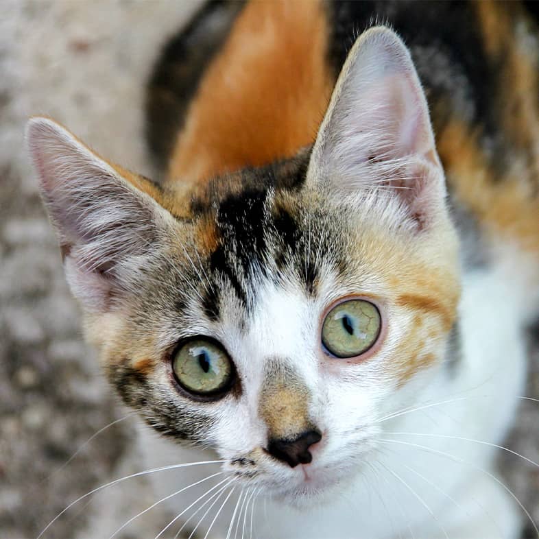 A close-up of a shorthair bobtail cat with large green eyes.
