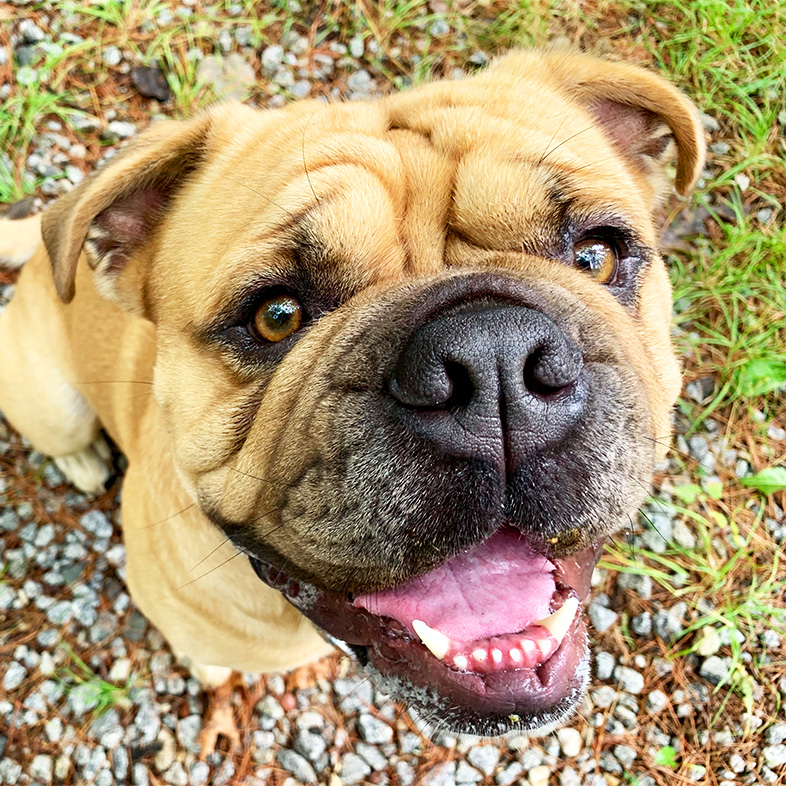 Close-up photo of Olde English Bulldogge sitting outside | Taste of the Wild