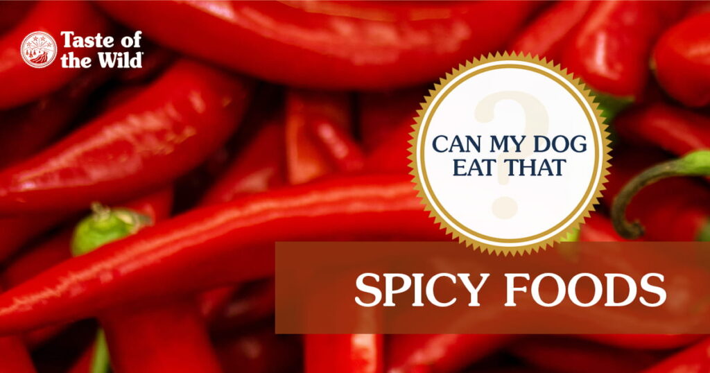 An interior graphic with text that reads ‘The verdict: Can my dog eat spicy food? No’.
