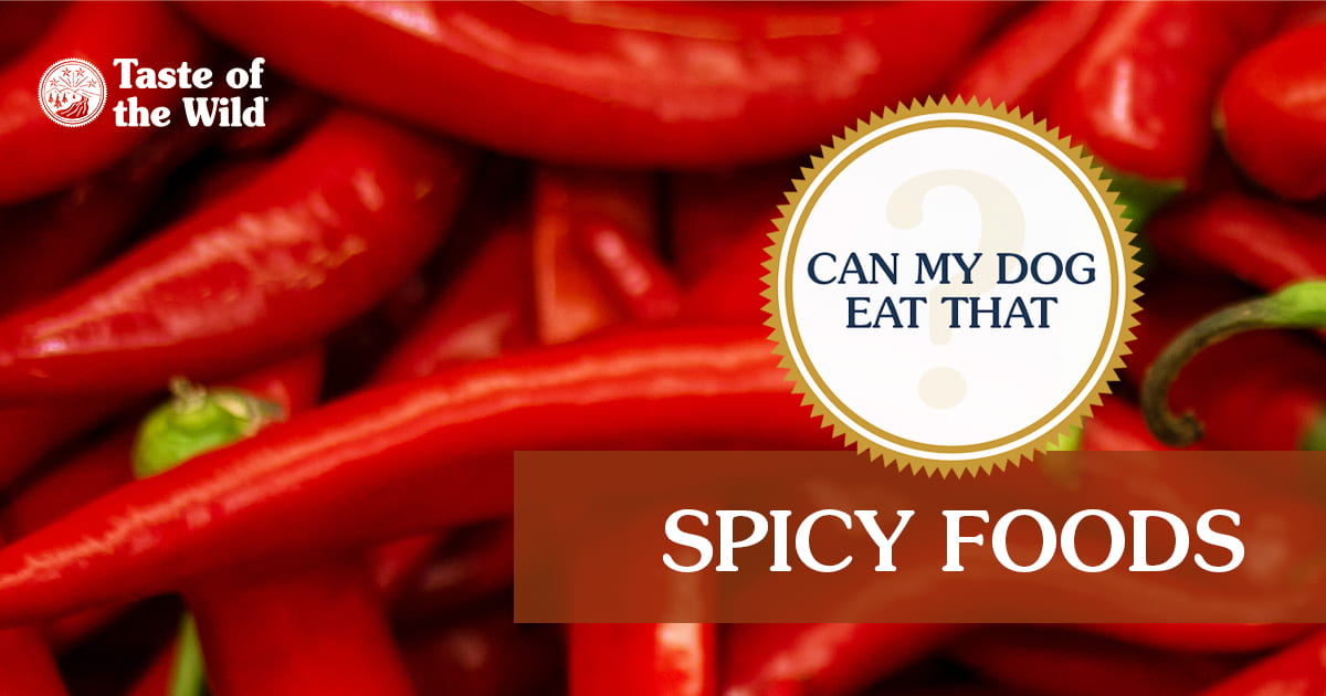 An interior graphic with text that reads ‘The verdict: Can my dog eat spicy food? No’.