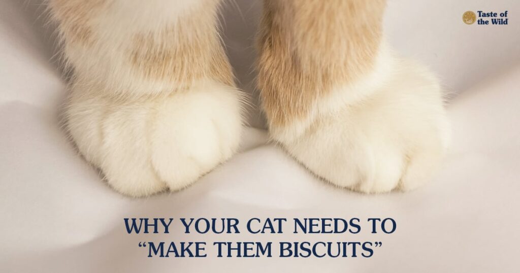 A close-up of two cat paws.