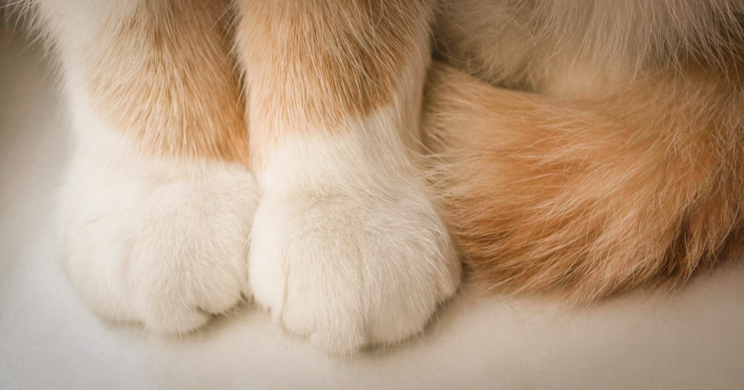 A closeup of two orange and white cat paws.