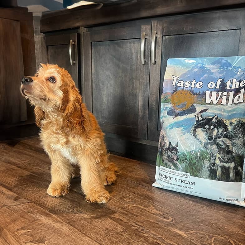 Cocker spaniel sitting in a kitchen next to a Pacific Stream Puppy bag.