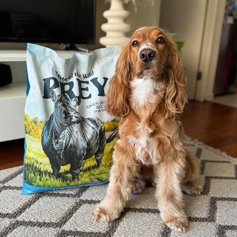 Cocker spaniel sitting on white and gray rug next to Taste of the Wild PREY bag.