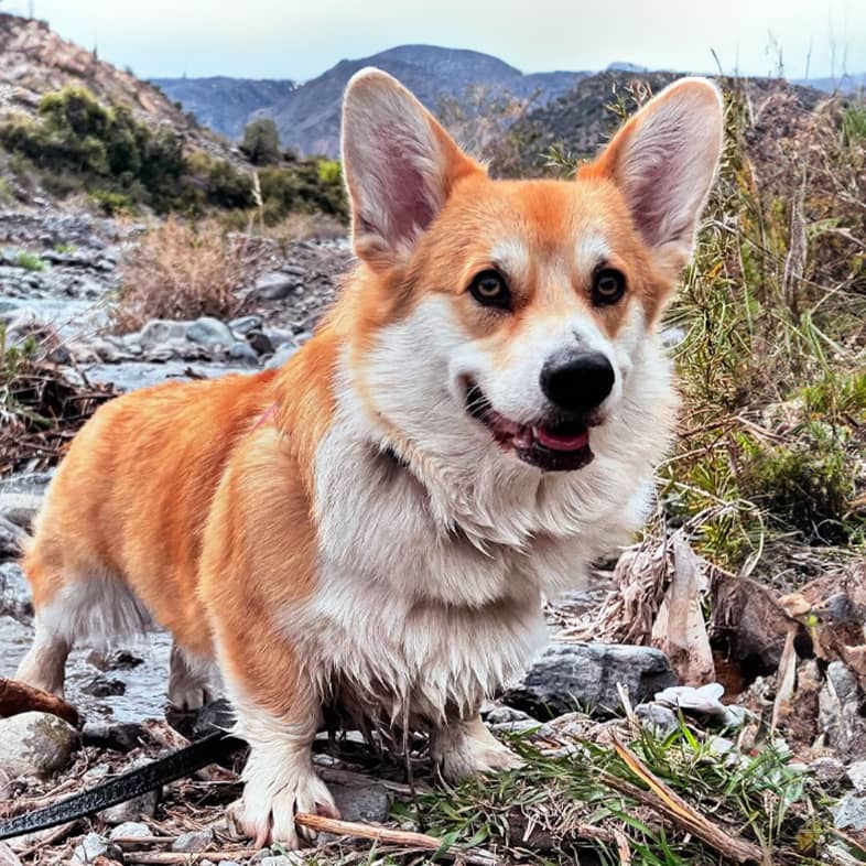 A corgi hiking in a mountainous landscape.