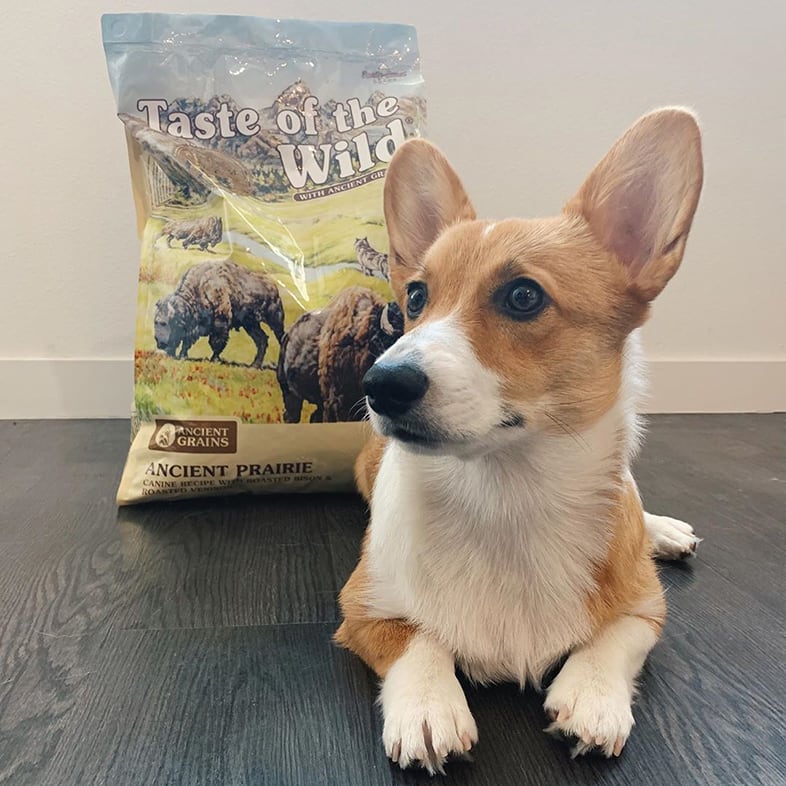 Corgi Dog Posing with Taste of the Wild with Ancient Grains Bag | Taste of the Wild