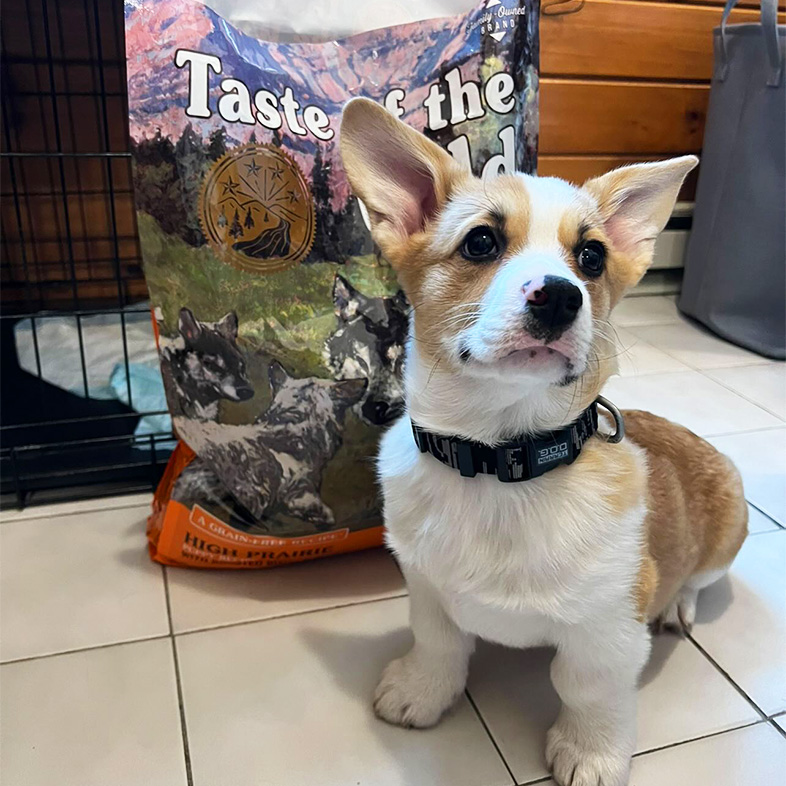 Corgi puppy sitting next to High Prairie Puppy bag | Taste of the Wild