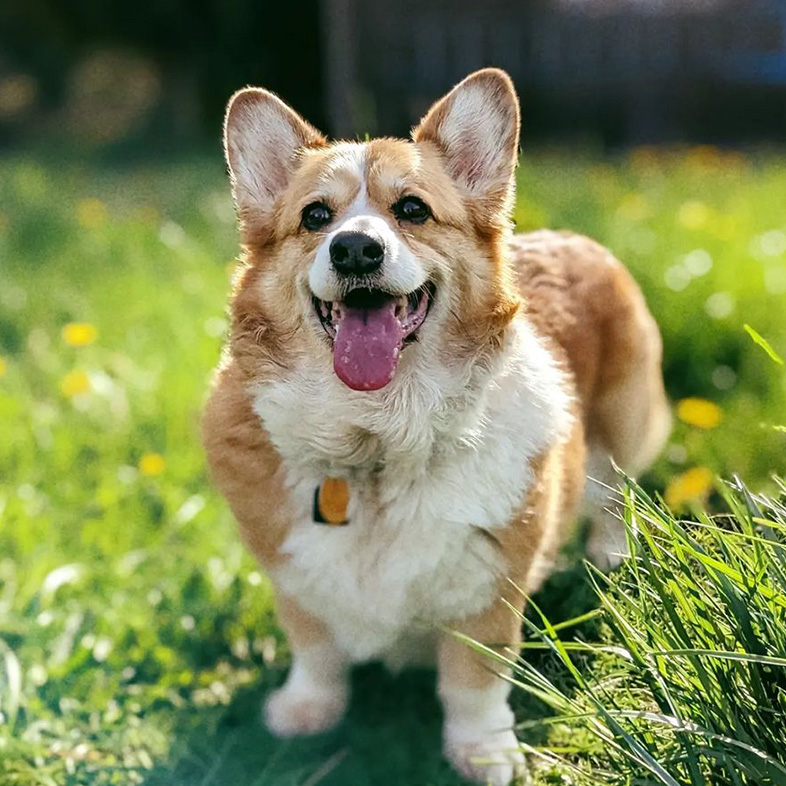 Corgi standing outside in grass and sticking tongue out.