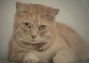 A cat closing its eyes with a tear rolling down its cheek.
