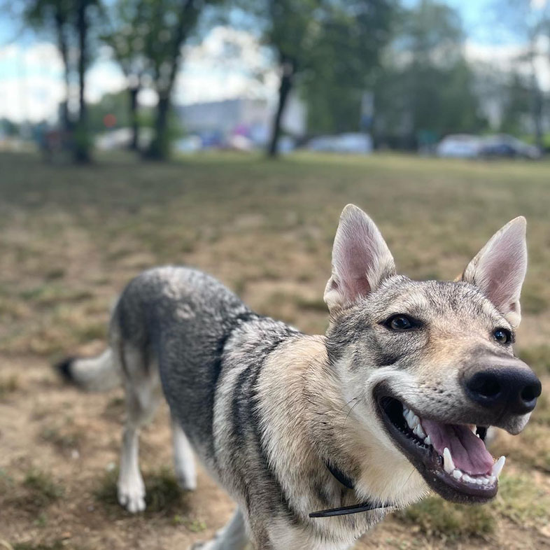 Czechoslovakian Wolfdog Close to Camera | Taste of the Wild