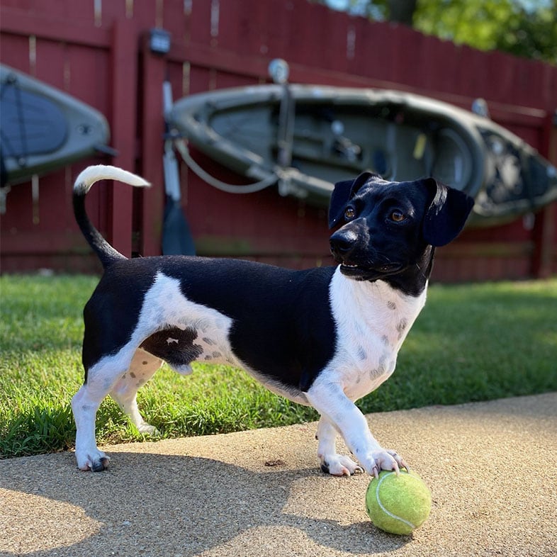 Dachshund Standing Outside with Tennis Ball | Taste of the Wild