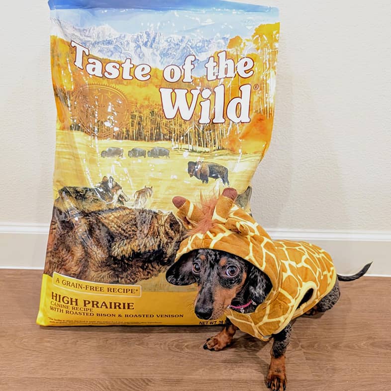 A dachshund wearing a giraffe print hoodie sits next to a High Prairie Canine Recipe bag.