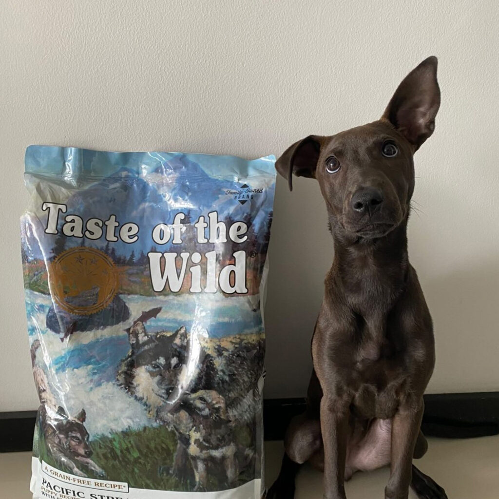 Dark brown mixed breed dog sitting to the right of a Pacific Stream Puppy Recipe bag in front of a white wall.