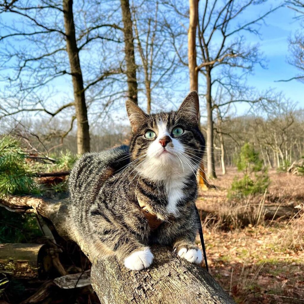 Dark striped and white tabby cat lying down on a log in the forest looking up.