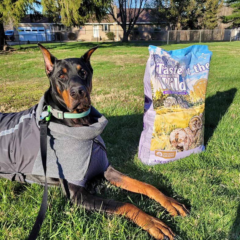 Doberman wearing a gray jacket and lying down in the grass next to a Taste of the Wild bag.