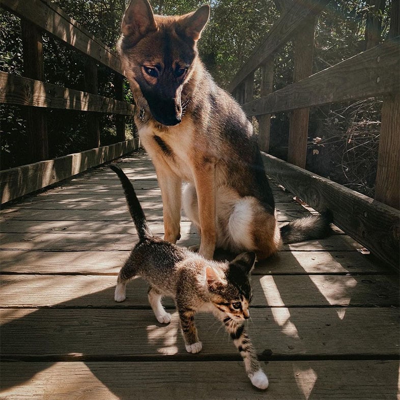 Dog and Cat Hiking | Taste of the Wild