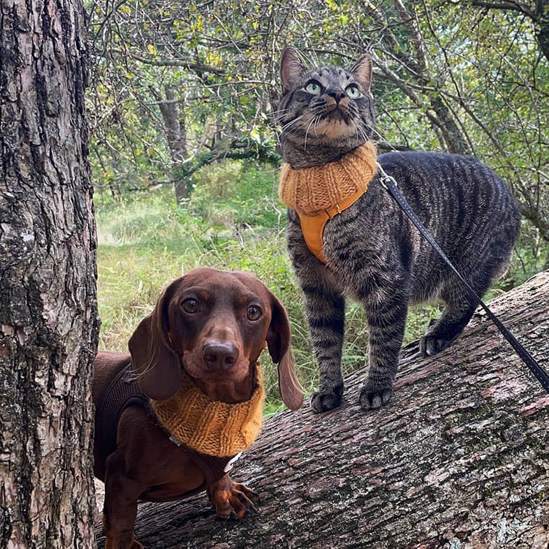 A dachshund and a gray cat, both wearing matching orange knitted scarves, standing on a fallen tree trunk in a lush forest.