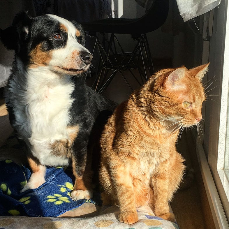 Dog and Cat Sitting Looking Out a Window | Taste of the Wild