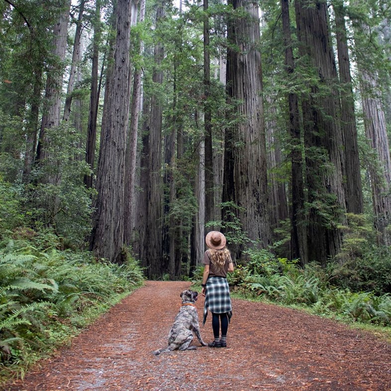 Dog And Person Hiking In Woods | Taste of the Wild