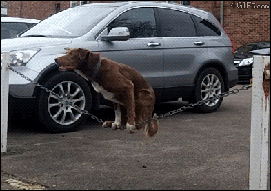 Impressive Dog Balancing with Back Legs on a Chain | Taste of the Wild