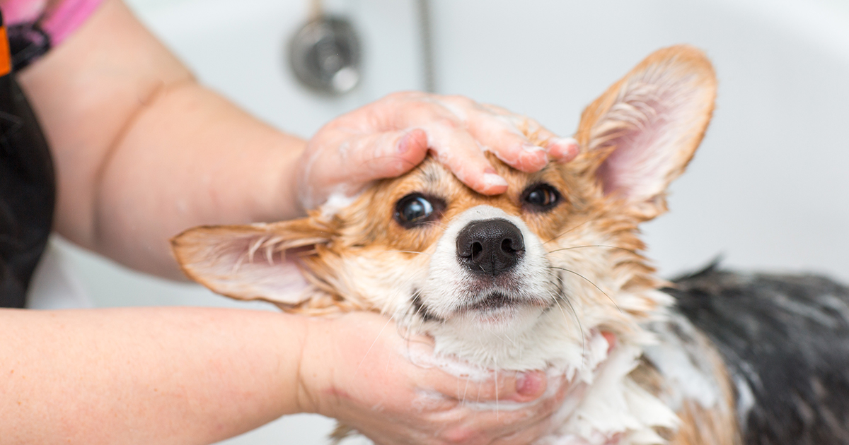 A corgi covered in soapy suds during a bath.