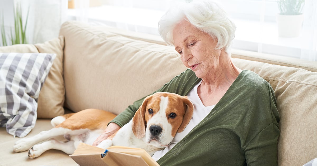 A therapy dog lying in the lap of its owner on the couch.