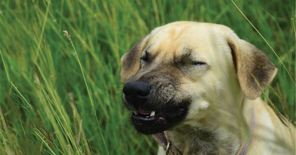 A dog standing in tall grass about to sneeze.