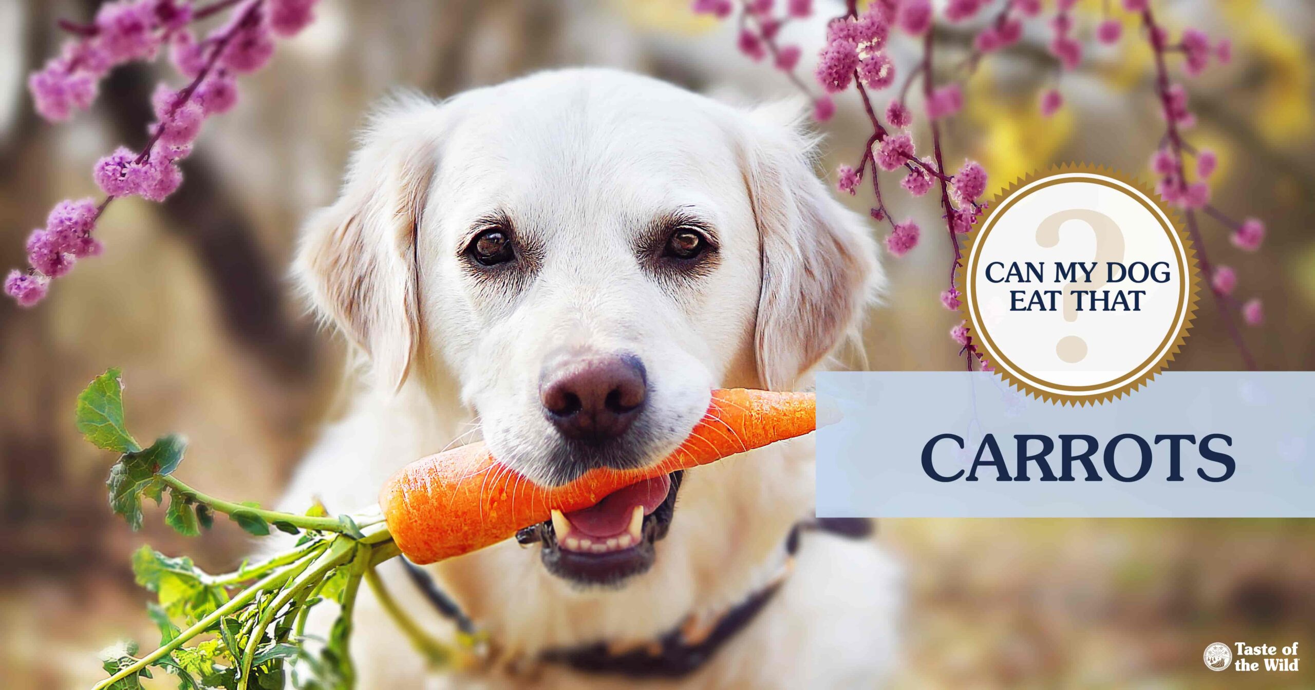 An interior graphic with text that reads ‘Can my dog eat carrots? Yes!’.