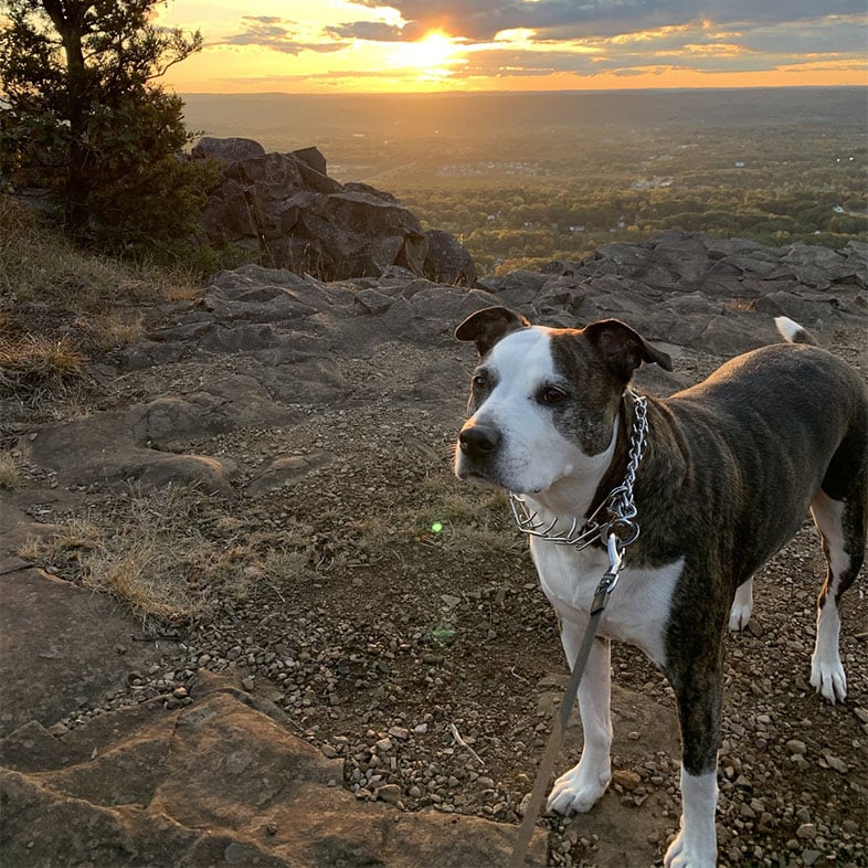 Dog in Front of Sunset | Taste of the Wild