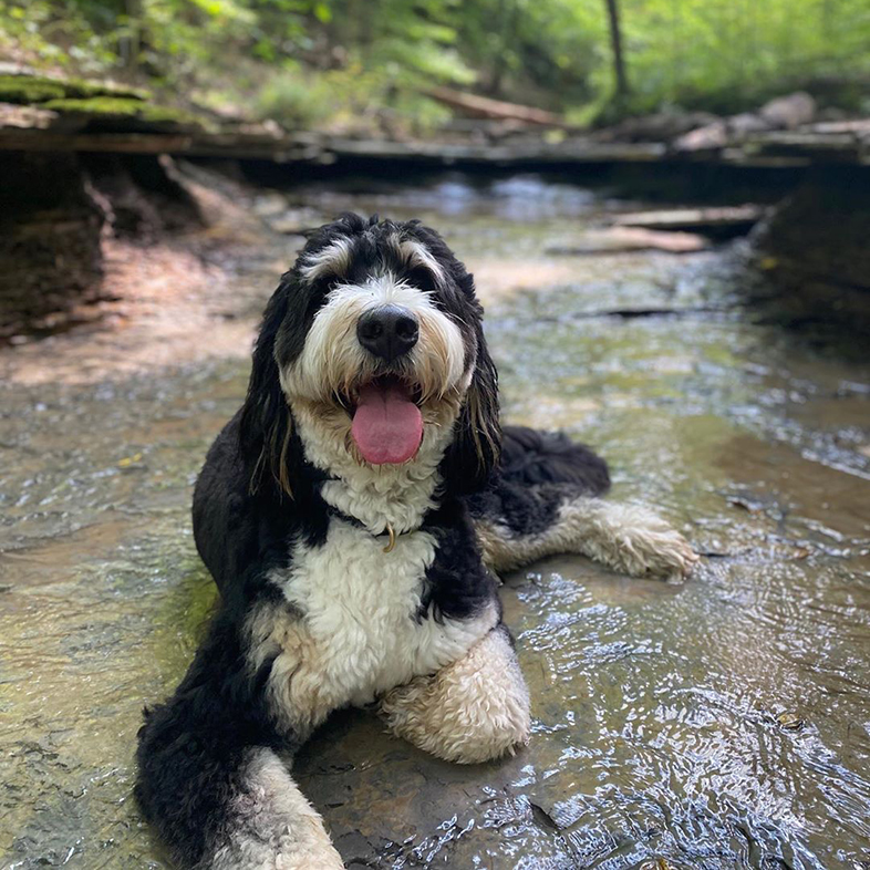 Dog Laying In Water | Taste of the Wild