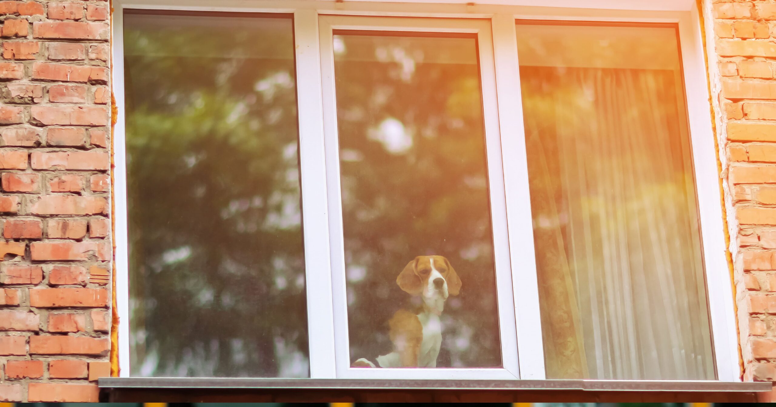 A Dog Looking Out of the Window. | Taste of the Wild