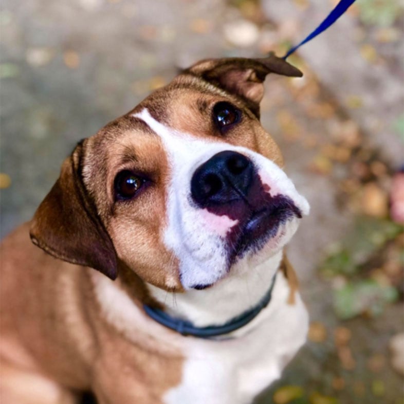 Dog Looking Up at Camera | Taste of the Wild