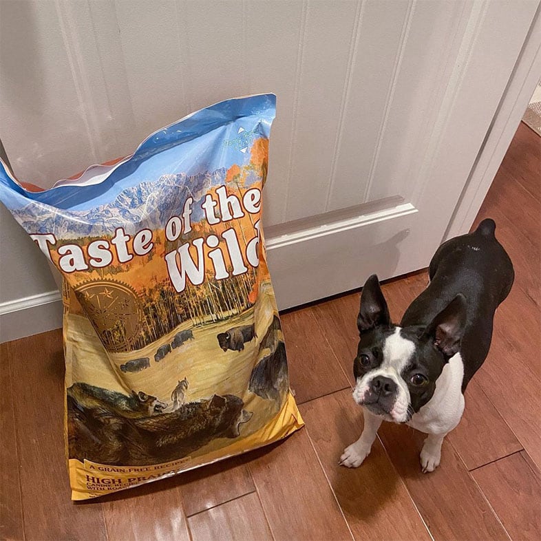 Dog Looking Up Next to Taste of the Wild Dog Food Bag | Taste of the Wild