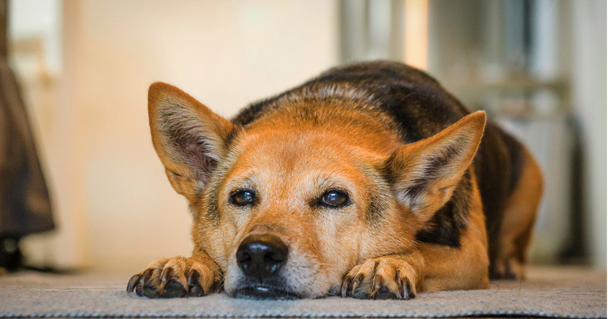 A black and tan dog lying on the floor with a tired expression.
